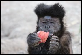 brown capuchin monkey